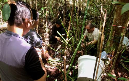 Maludami rahvuspargis Borneo saarel Malaisias. Sarawaki Troopikasoode Uurimise Instituudi teadlased mõõdavad mulla gaasivoogusid, temperatuuri ja niiskust. Valge plastist gaasimõõdukamber on teadlaste igapäevane tööriist. 